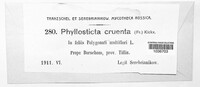 Phyllosticta cruenta image